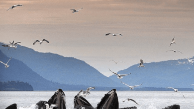The Top Reasons To Visit Juneau For Whale Watching