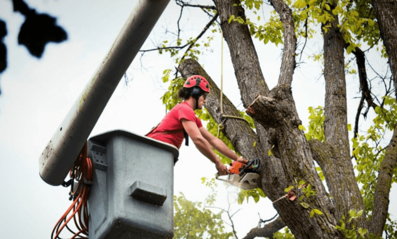 westminster tree service
