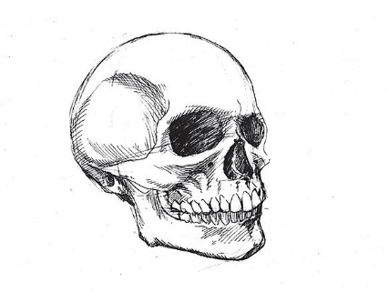 Sketch:Oldj_7nsvxk= Skull Drawing