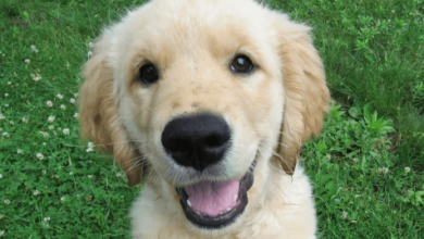 Baby:Tb4srolfdhm= Golden Retriever