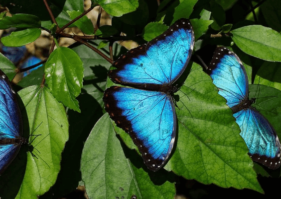 Blue:H-Ak2r9tiiq= Butterfly