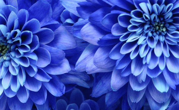 Blue:Huhwnpdnyc8= Flowers