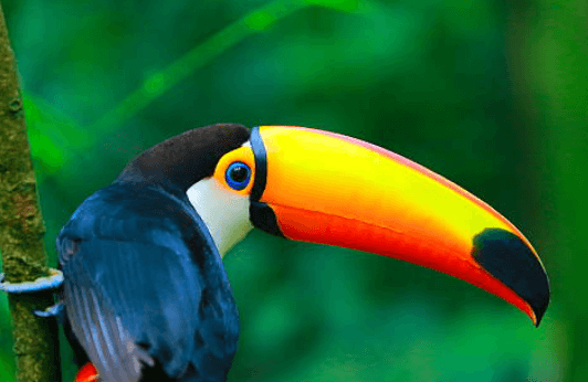 Cute:Afb-C3y1kcc= Toucan