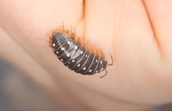 Cute:Gnfmwlgdez8= Isopod