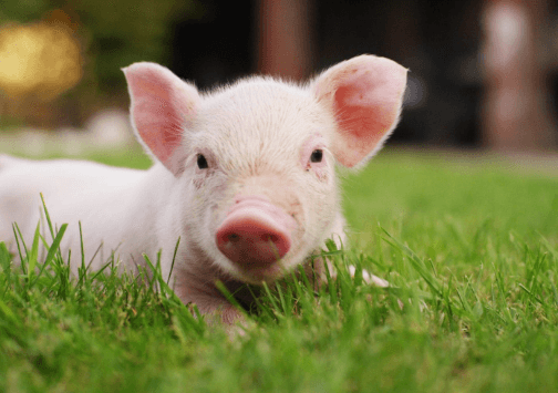 Cute:Jmb_Ljazido= Pigs