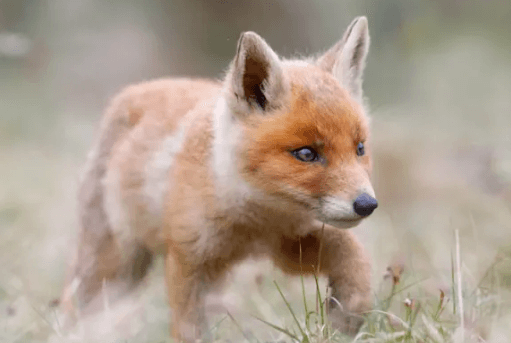 Cute:Vckxjxf4zh0= Foxes