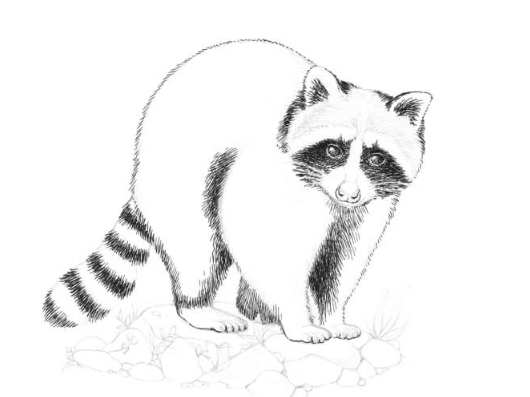 Drawing:Hwzuqweanla= Racoon