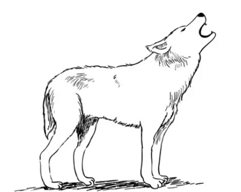 Drawing:Qm60xirsaaa= Wolf