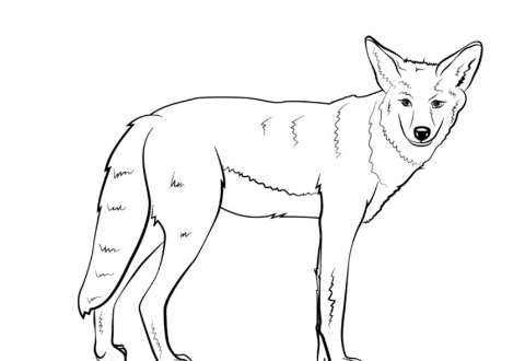 Drawing:Wny4zn3jqnm= Coyote