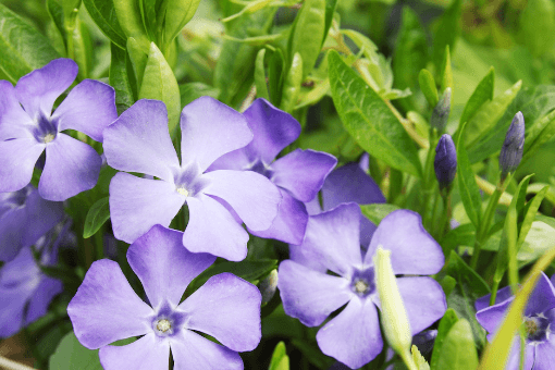 Flower:A6bhb8cofyy= Periwinkle