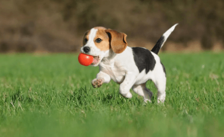 Puppy:1chd8mtfua4= Beagle