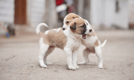 Puppy:Iuuiiqqqwao= Dog