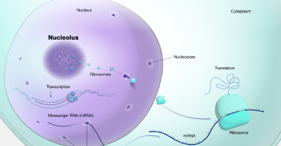 NewbtSimple:Fgisqyf34wy= Ribosomes