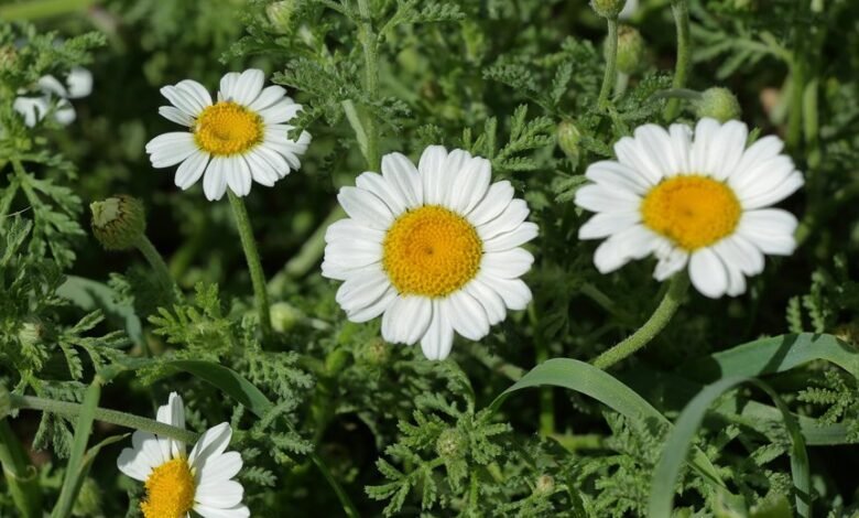 axis growth opposition strategy