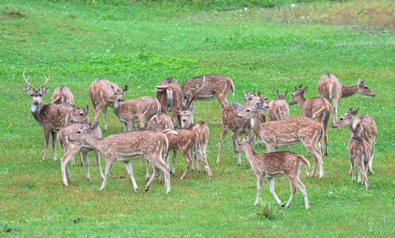 axis midc group details