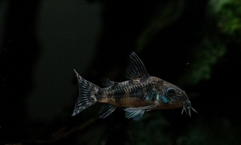 baja fins flex design