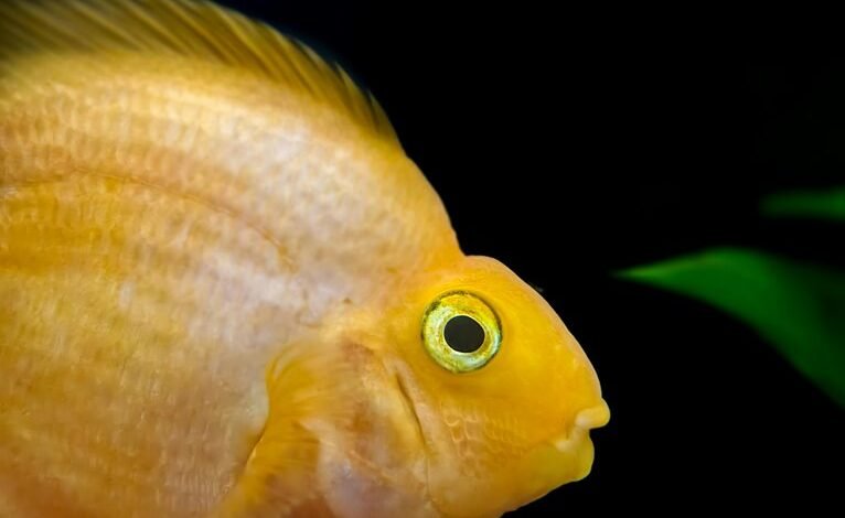 baja fins flex model