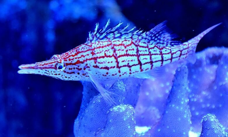 baja fins length specifications