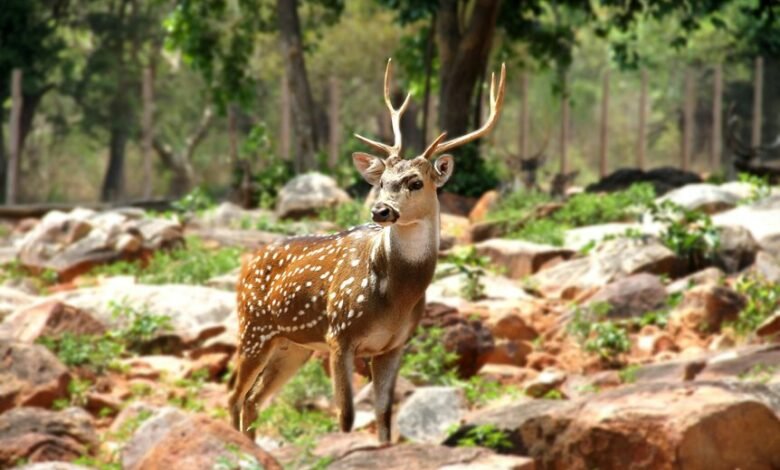 focus on axis owfwds