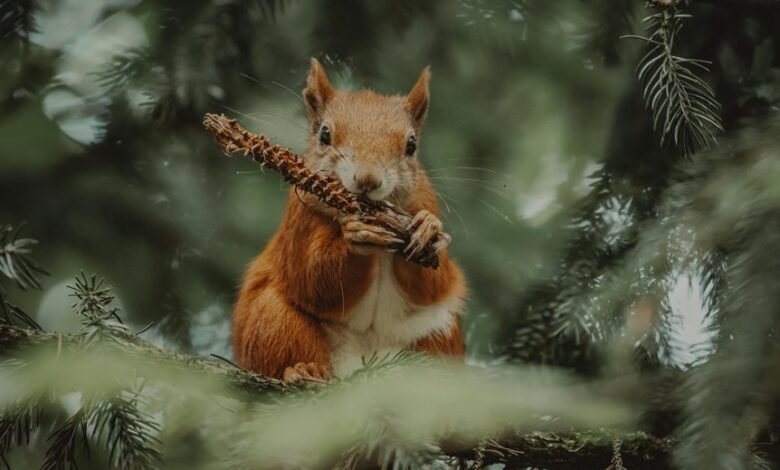 franchise industry feed update