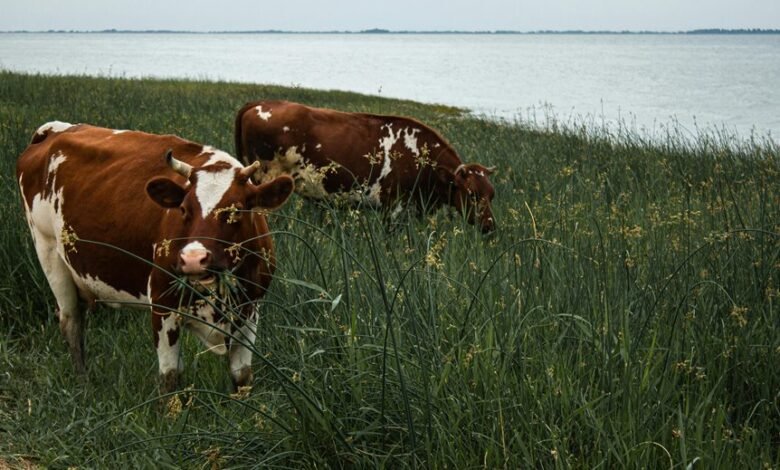 large white cap mushroom