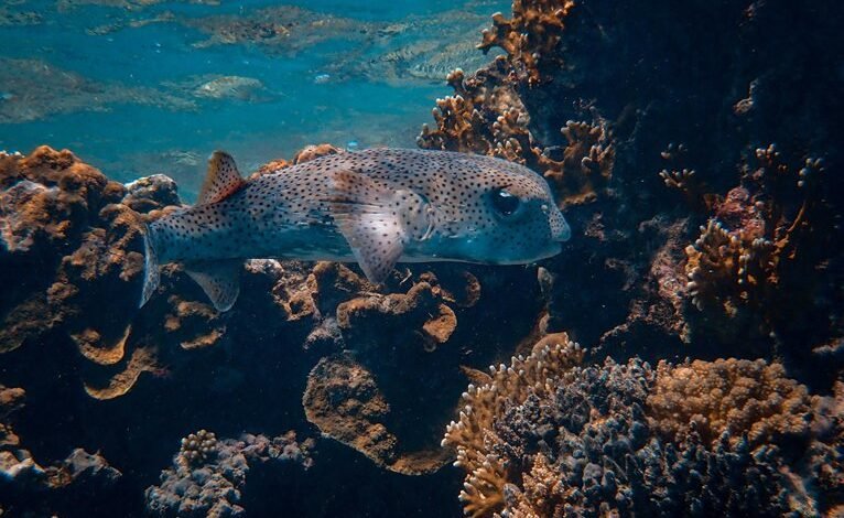 max life dive adventure