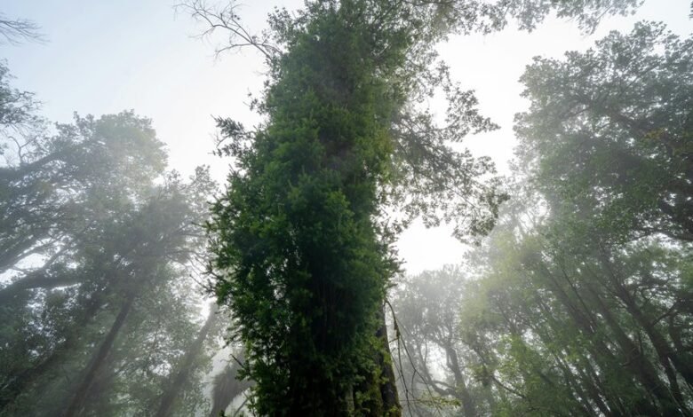 maximum life high htm26r