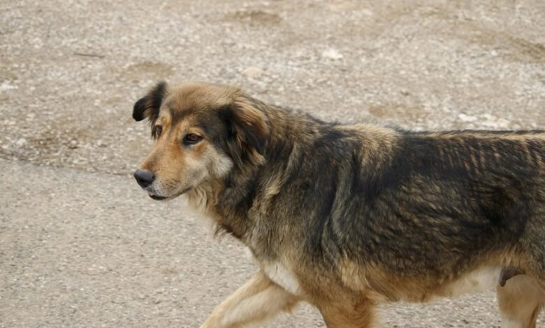 mutf in adit bsl mult