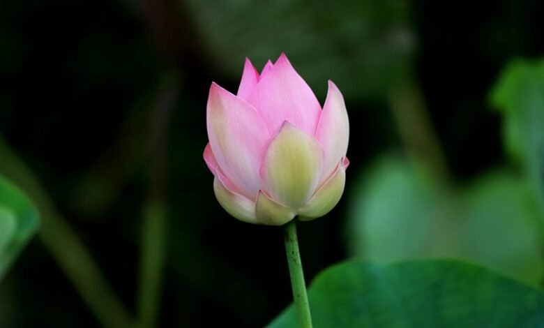 opposite growth axis technique