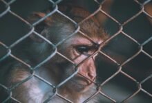 telecom ethics and security numbers