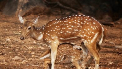 apex axis fueling leadership