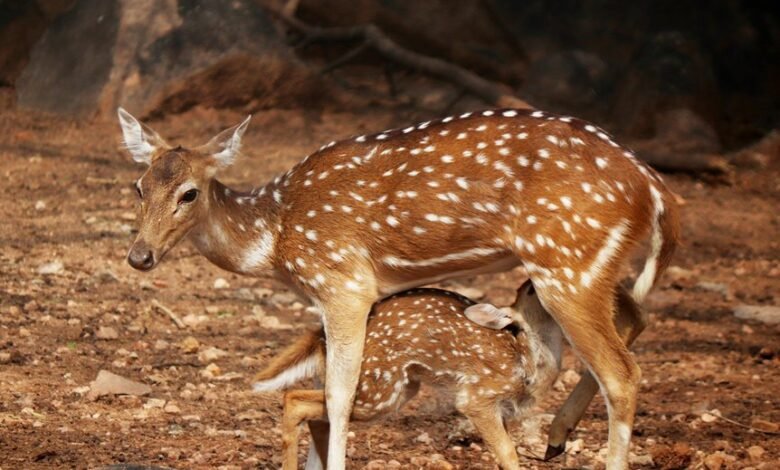 quantum axis launches next level markets