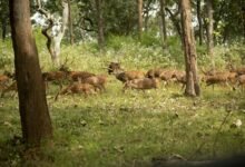 stellar axis accelerating change