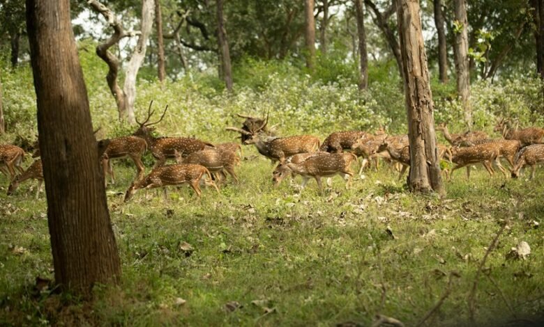 stellar axis accelerating change